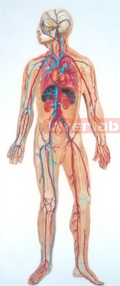 SMALL HANGING HUMAN VEIN BLOOD CIRCULATION MODEL